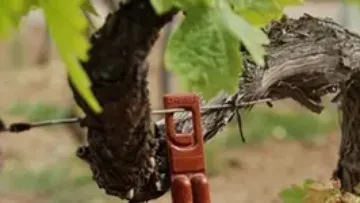 biocontrôle au vignoble